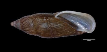 Media type: image;   Malacology 86023 Aspect: apertural